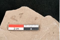 Foto (Detailansicht) von Rhytisma juglandis Ettingshausen (NHMW-GEO-2024-0188-6397)